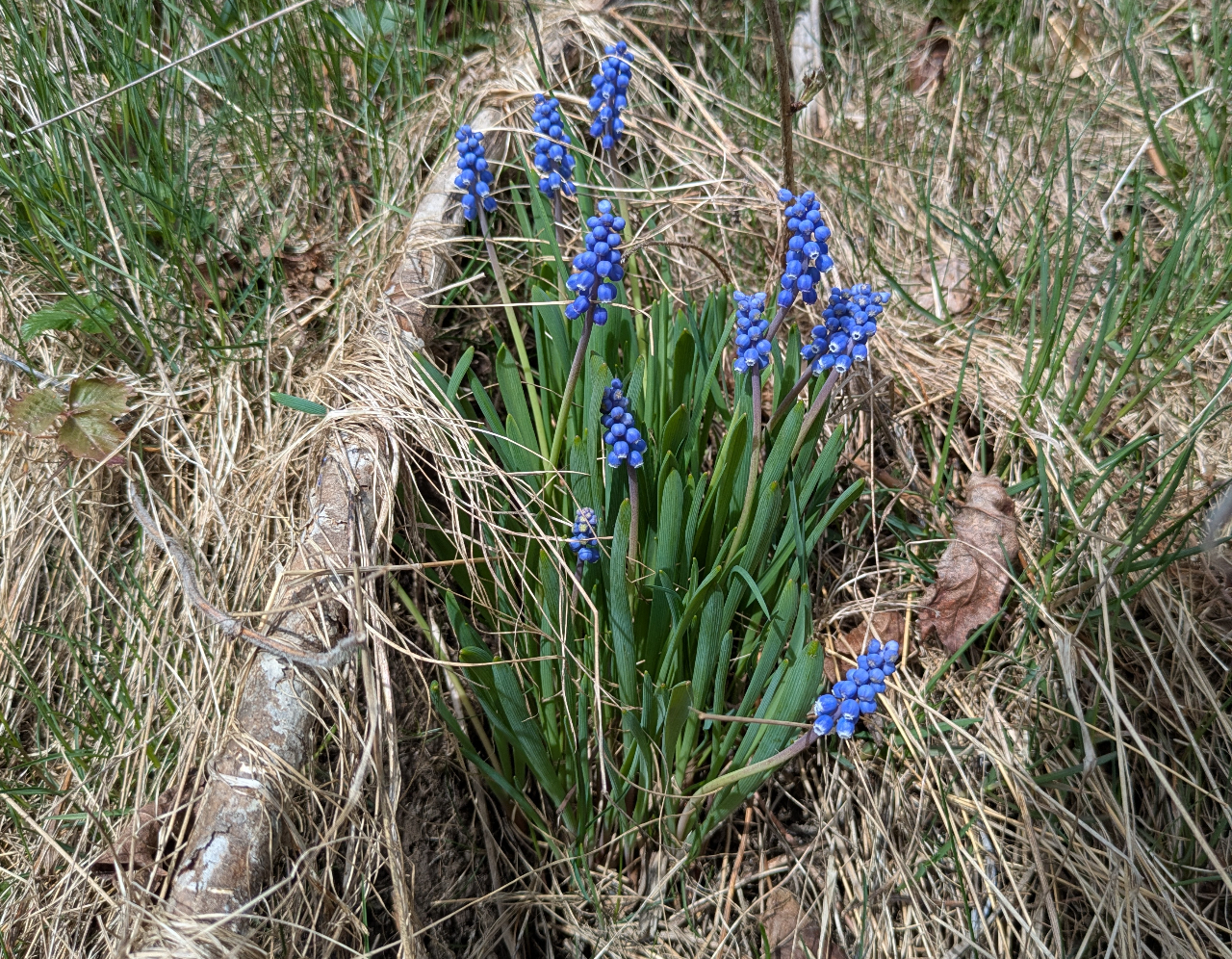 Vanlig perleblomst. Foto: Nicklas Iversen.