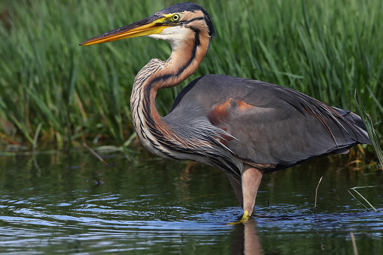 Purpurhegre. Foto: José Prego / CC BY 2.0.