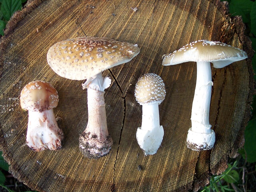 Rødnende fluesopp (Amanita rubescens) til venstre, og panterfluesopp (Amanita pantherina) tiø høyre. Foto: Toffel / CC BY-SA 3.0. 