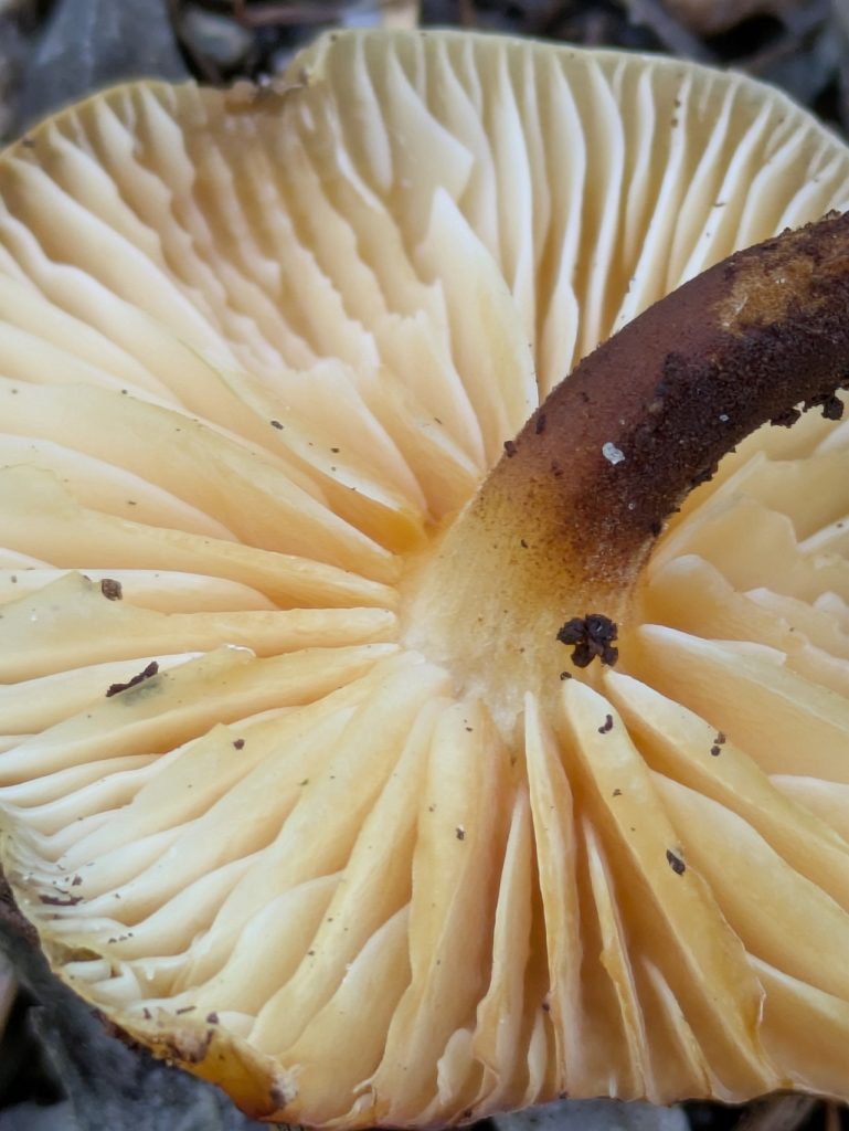 Skivene på vintersopp. Foto: Nicklas Iversen