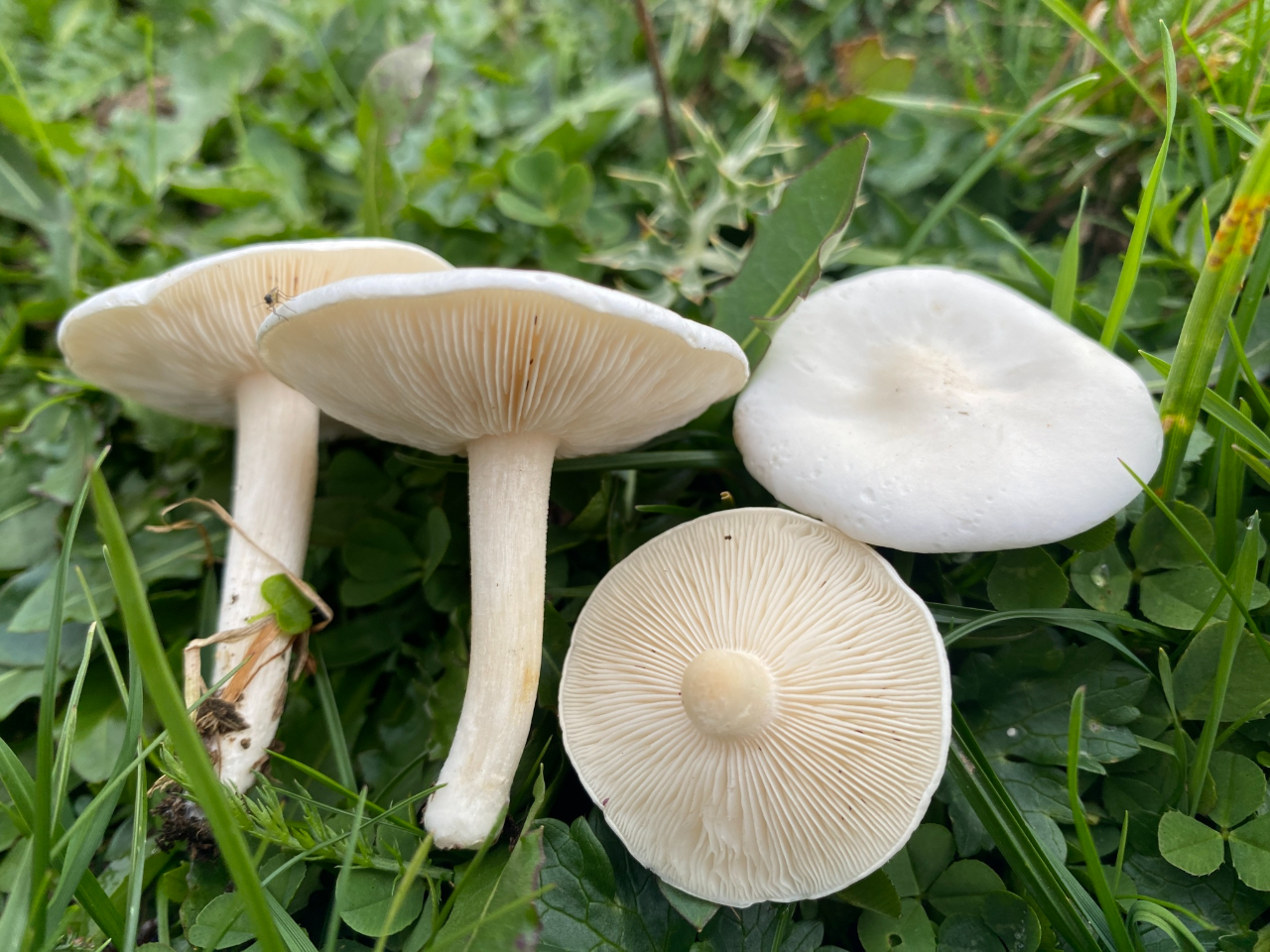 Sommermunkehatt. Foto: Dr. Fabio Mao Valletta / CC BY-NC 4.0.