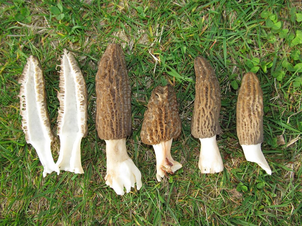 Spissmorkel (Morchella elata). Foto: Tim Sage / CC BY-SA 4.0.