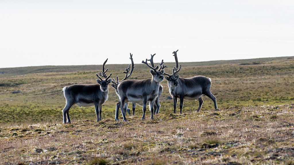 Svalbardrein. Foto: Christoph Strässler / CC BY-SA 2.0. 