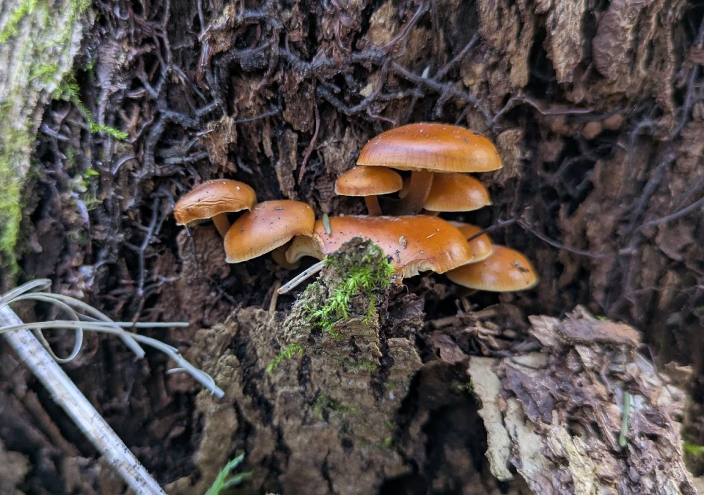 Vintersopp som vokser på en død stubbe. Foto: Nicklas Iversen. 