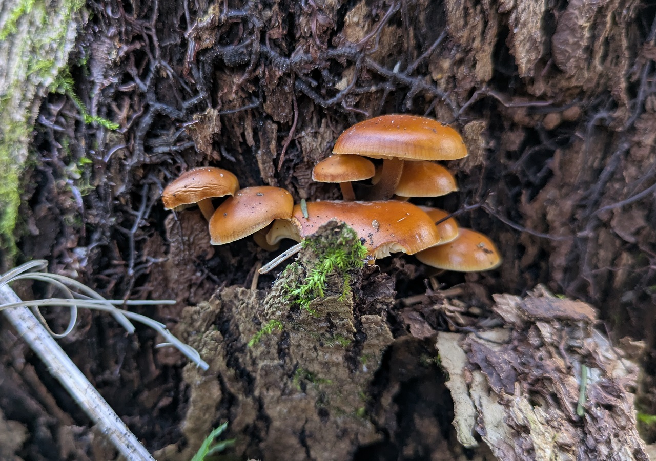 Vintersopp som vokser på en død stubbe. Foto: Nicklas Iversen.