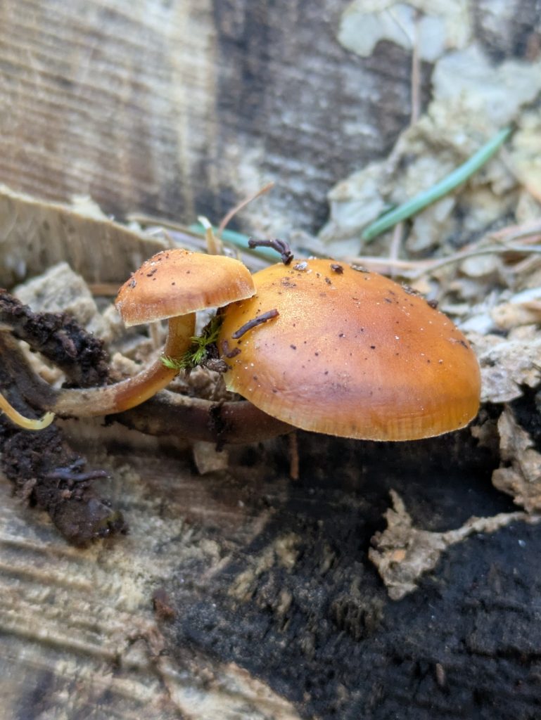 Vintersopp. Foto: Nicklas Iversen