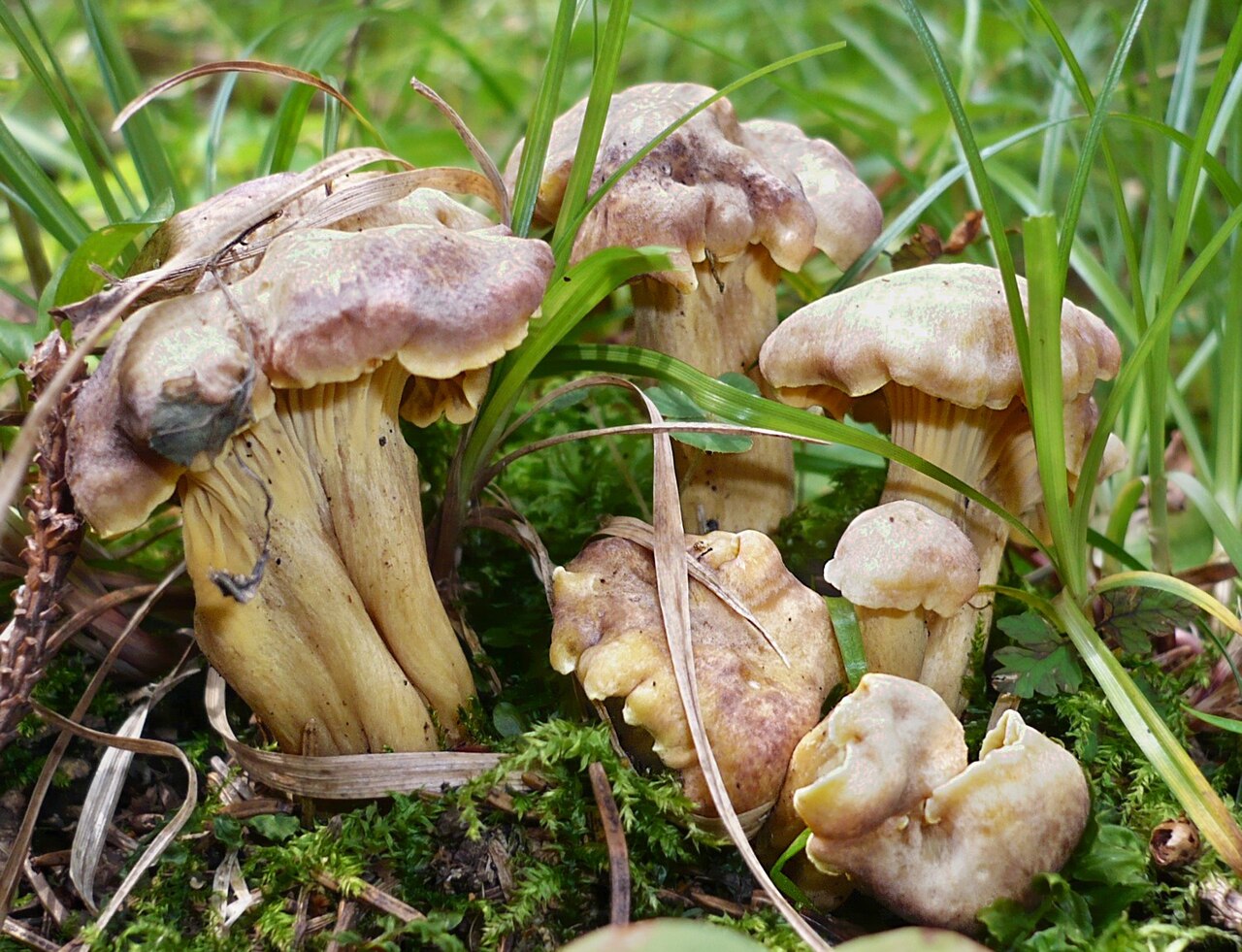 Ametystkantarell. Foto: Gerhard Koller / CC BY-SA 3.0.