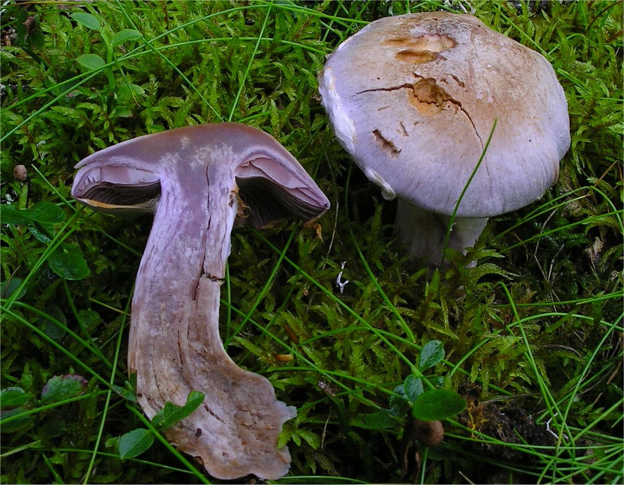 Blåkjøttbukkesopp