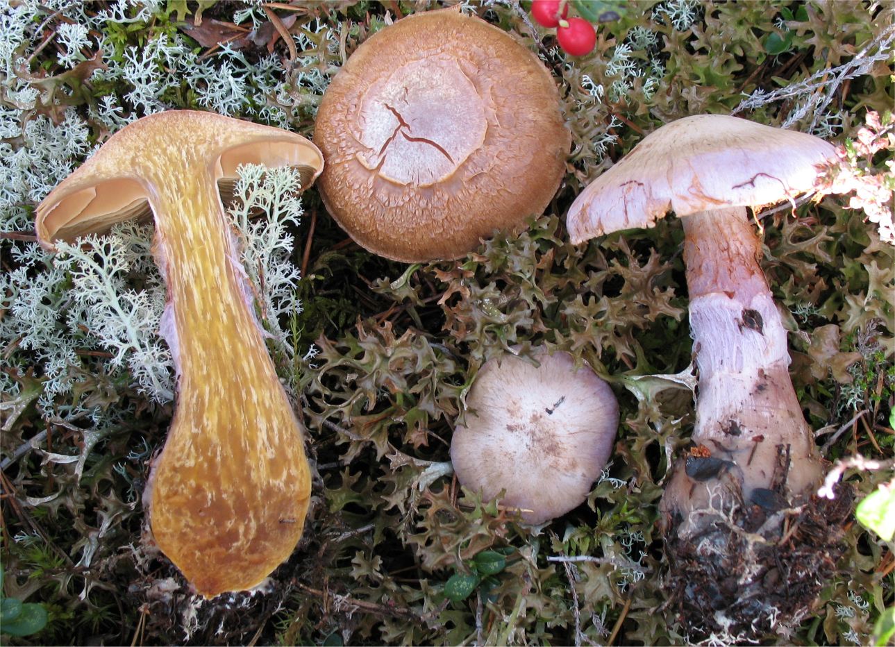Brunkjøttbukkesopp