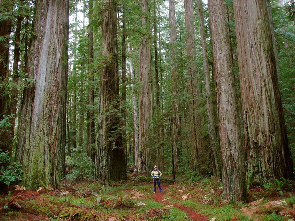 Kystsequoiatrær i Redwood National Park i USA. Foto: Miguel Vieira / CC BY 2.0. 
