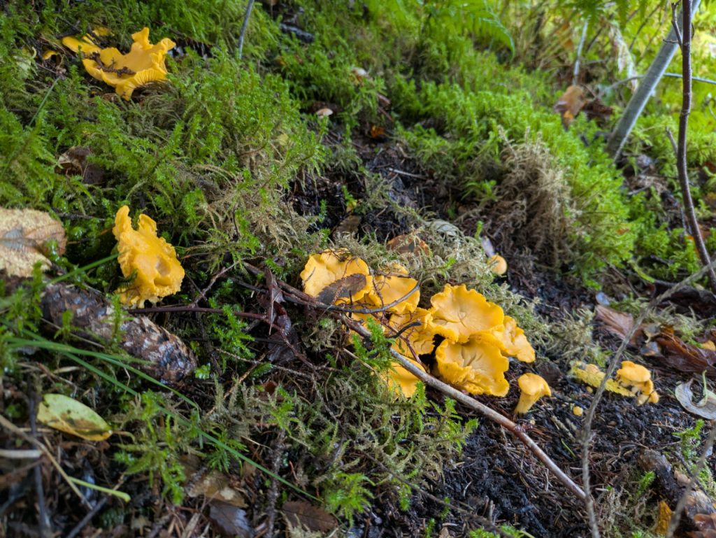Kantarell som vokser opp av mosen. Foto: Nicklas Iversen. 