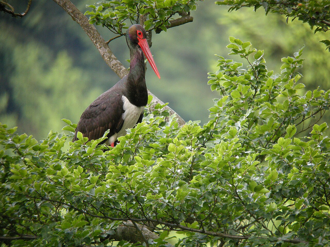 Svartstork