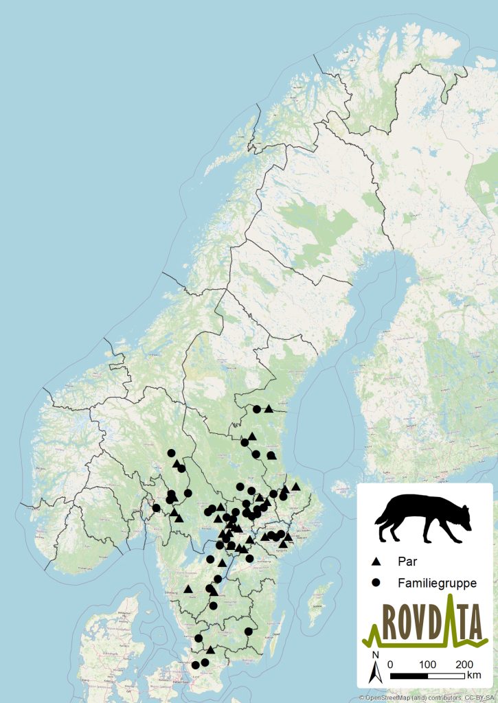 Kart som viser ulveflokker og -par i Norge og Sverige i 2024/2025. Illustrasjon fra Rovdata.no.