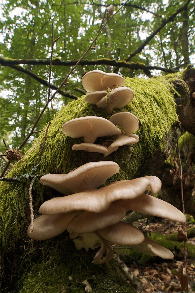 Bjørkeøsterssopp. Foto: Jörg Hempel / CC BY-SA 3.0.