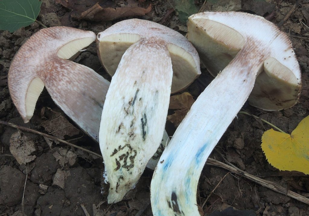 Brun ospeskrubb som er delt i to med kniv. Legg merke til blått parti ved basis, og en jevnt over rosa farge på soppkjøttet. Foto: Nicolò Parrino / CC BY-SA 4.0. 