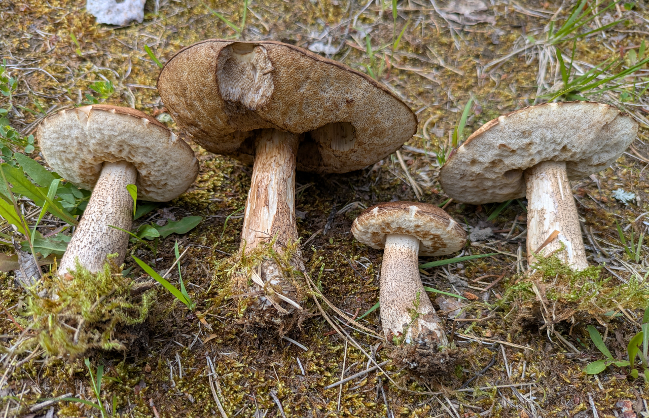 Brunskrubb