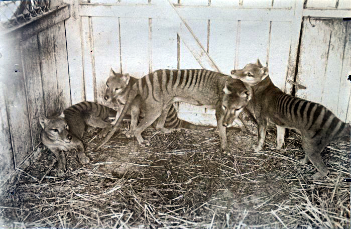 Pungulver i Beaumaris Zoo på Tasmania i 1910.