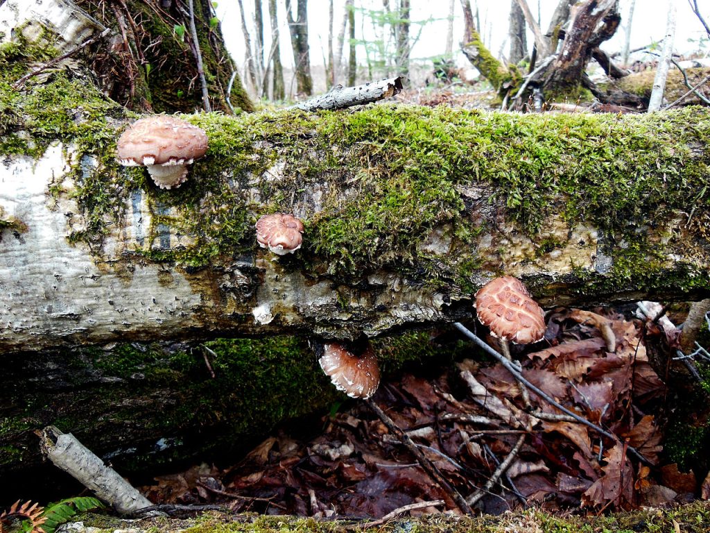 Viltvoksende shiitake i Japan. Foto: Ezonokuma / CC BY-SA 3.0. 