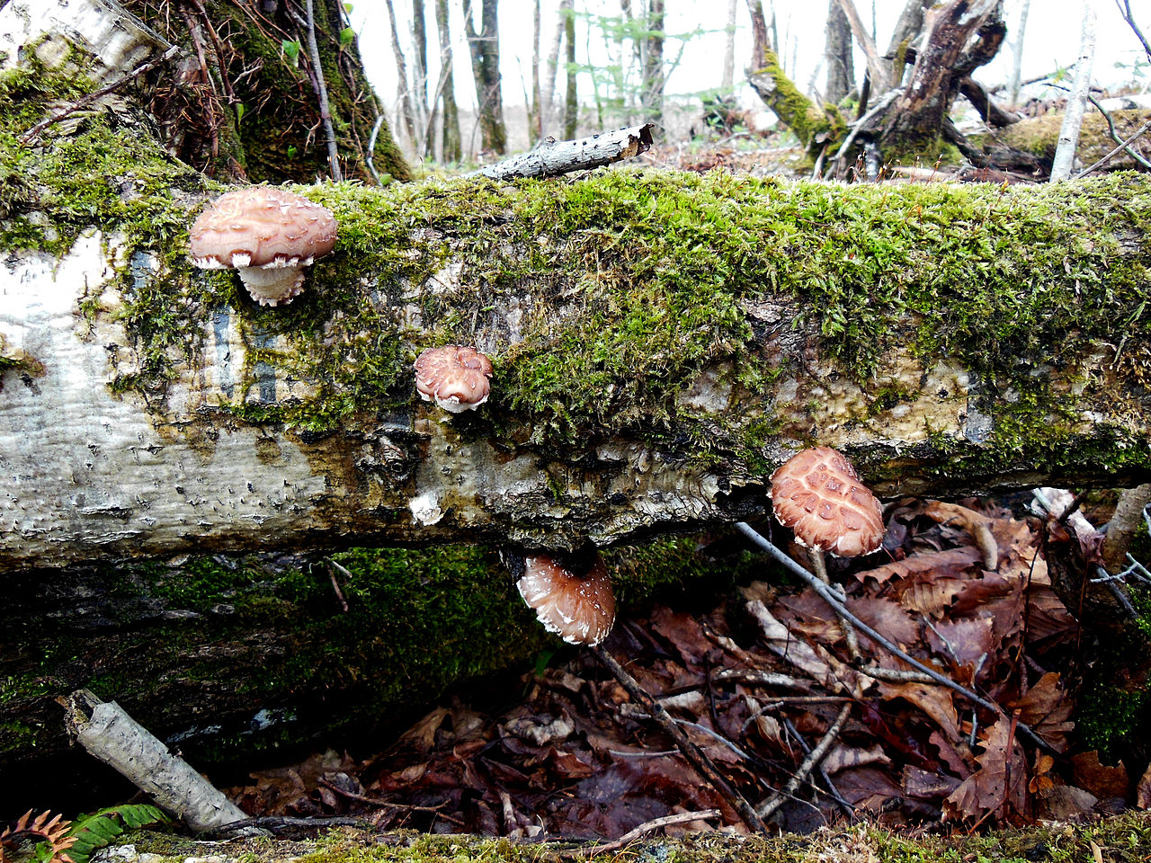 Shiitake