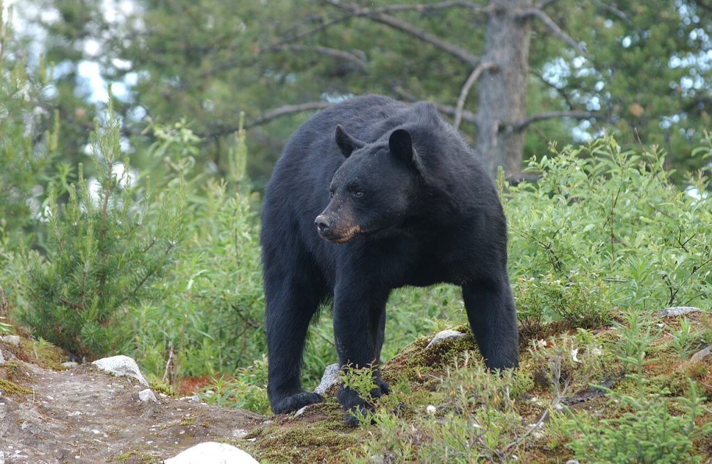 Svartbjørn. Foto: Peupleloup.