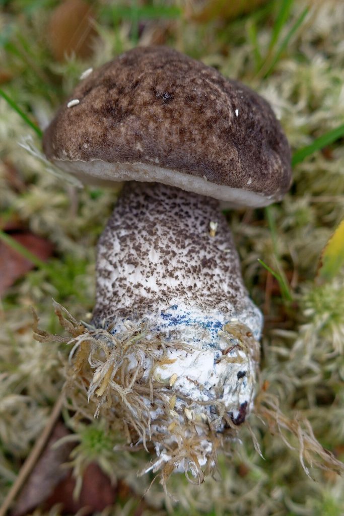 Svartskrubb. Legg merke til de blå partiene ved basis. Foto: Lukas / CC BY-SA 2.0.