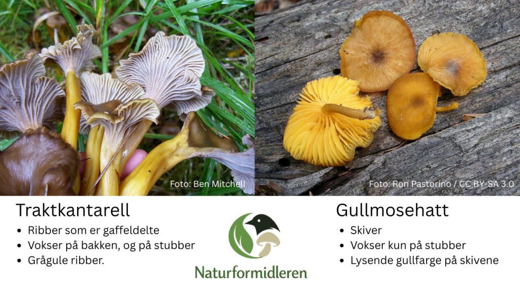 Traktkantarell sammenlignet med gullmosehatt. 