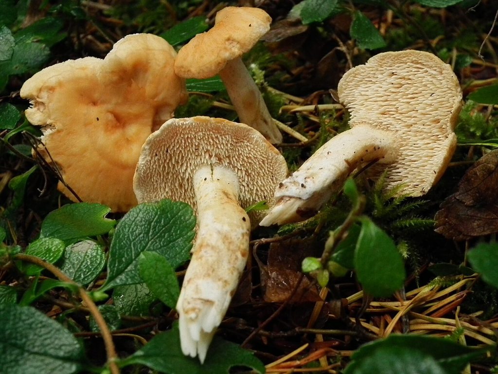 Navlepiggsopp. Foto: BlueCanoe / CC BY-SA 3.0.