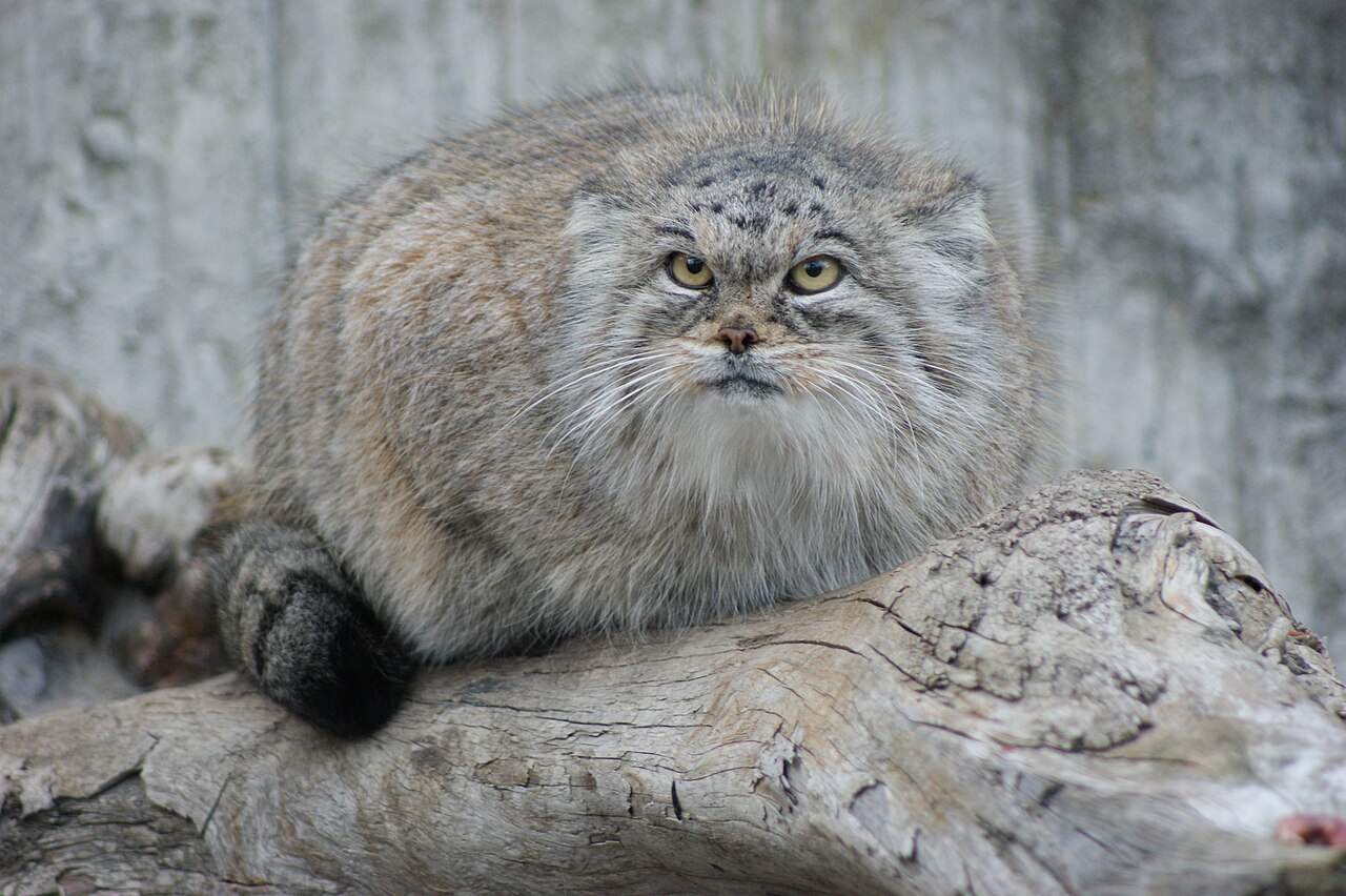 Pallaskatt. Her fra Zurich Zoo. Foto: Albinfo / CC BY-SA 3.0.