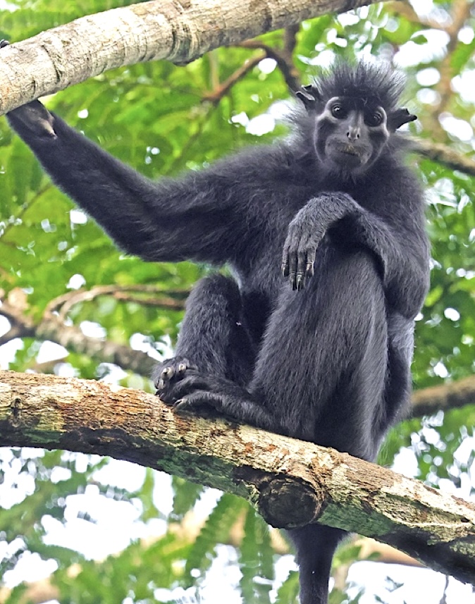 Satankolobus. Foto: Martin Royele/Royele Safaris / CC BY 4.0.
