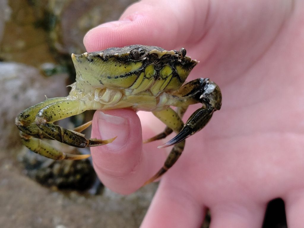 Strandkrabbe som mangler klo. Foto: DidierFy / CC BY-SA 4.0.