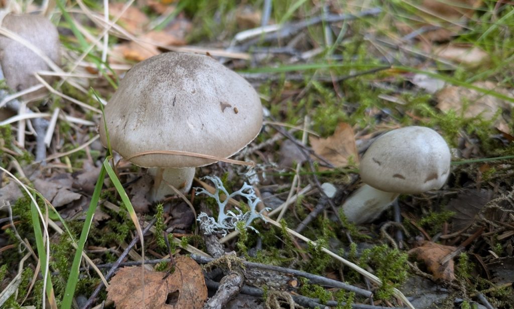 Duftvokssopp. Foto: Nicklas Iversen.