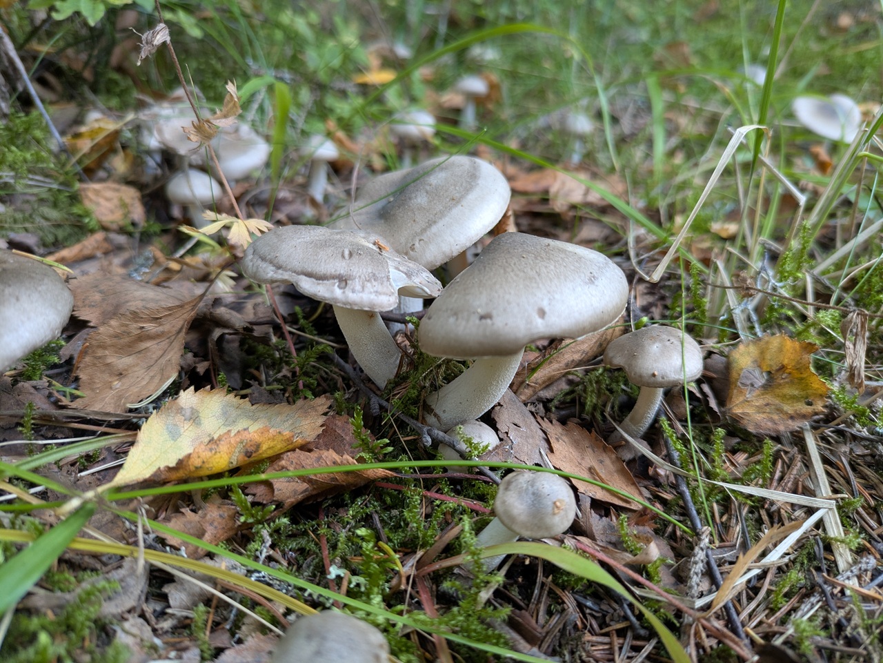 Duftvokssopp