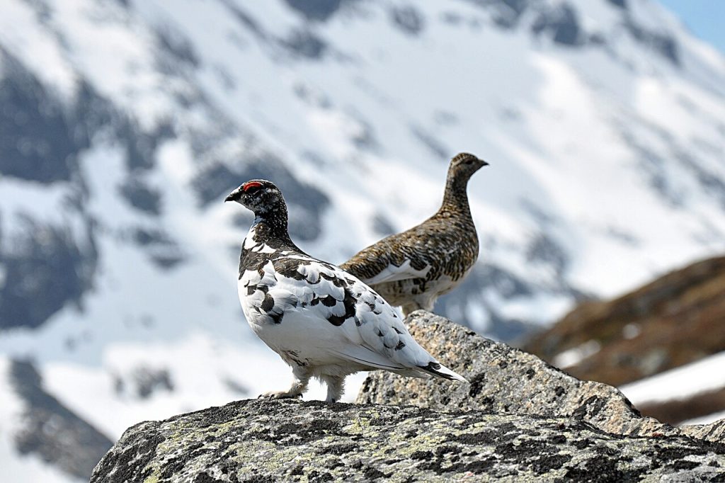 Fjellryper. Foran: En hann som holder på å bytte fra hvit vinterdrakt til sommerdrakt. Hunnen bak er allerede i sommerdrakt. Foto: Jan Frode Haugseth / CC BY-SA 3.0.