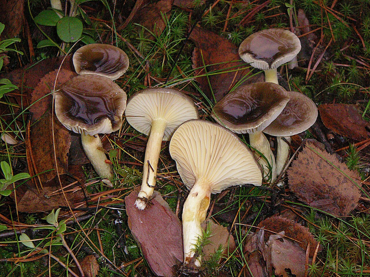 Frostvokssopp