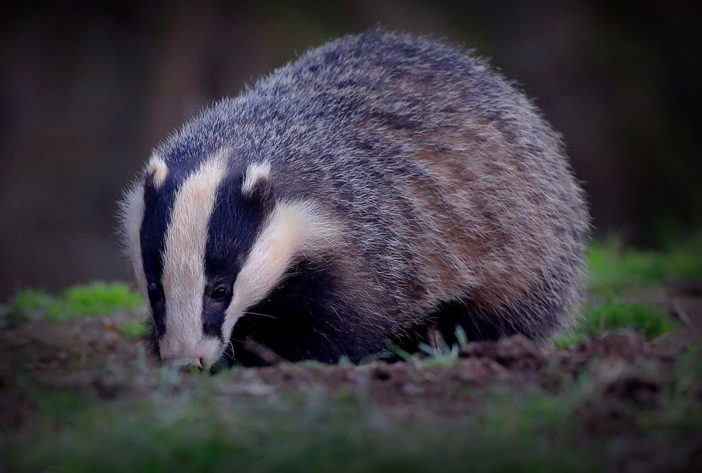 Grevling. Foto: Charlie From Bristol / CC BY 2.0.