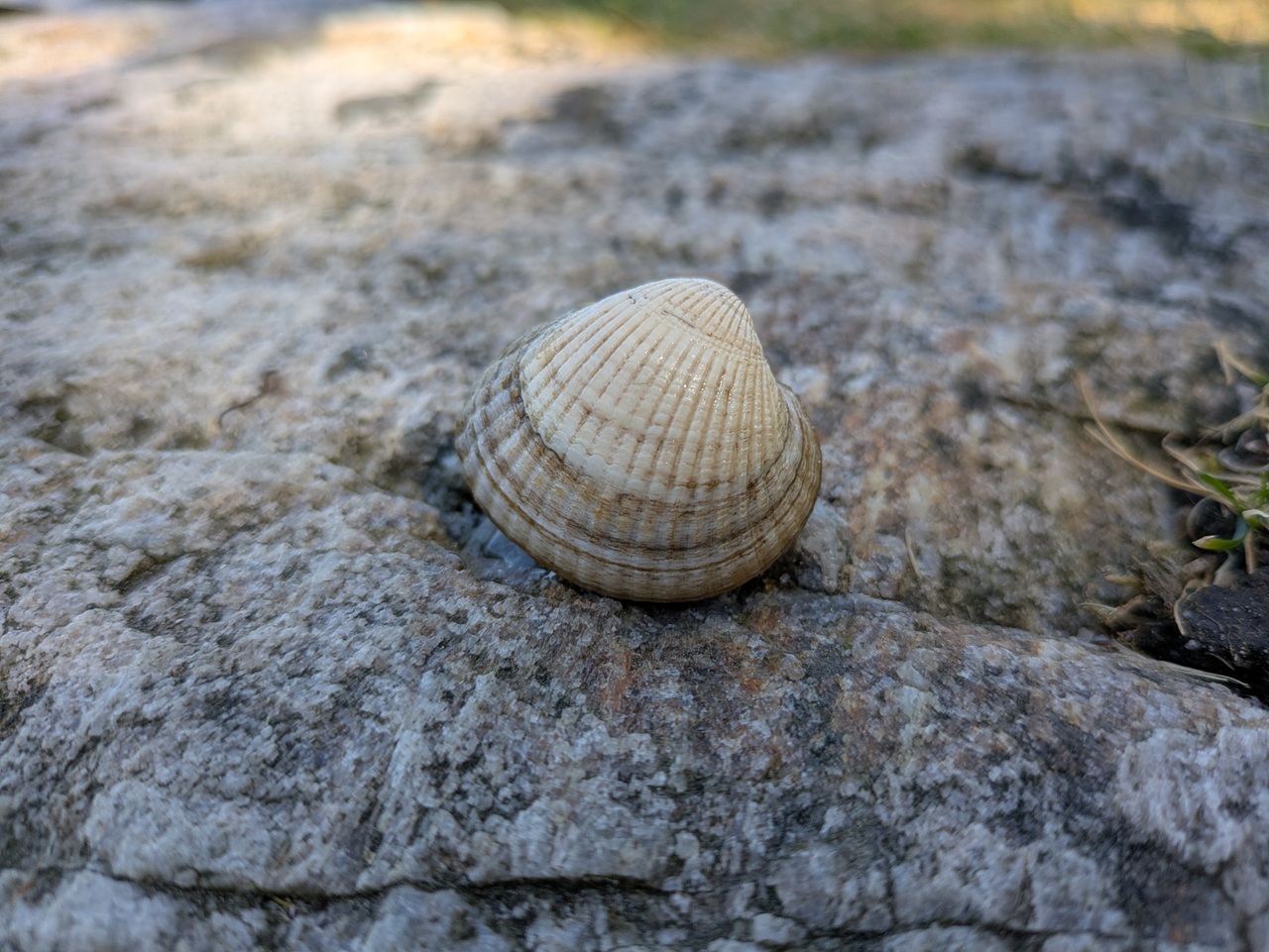 Hjerteskjell