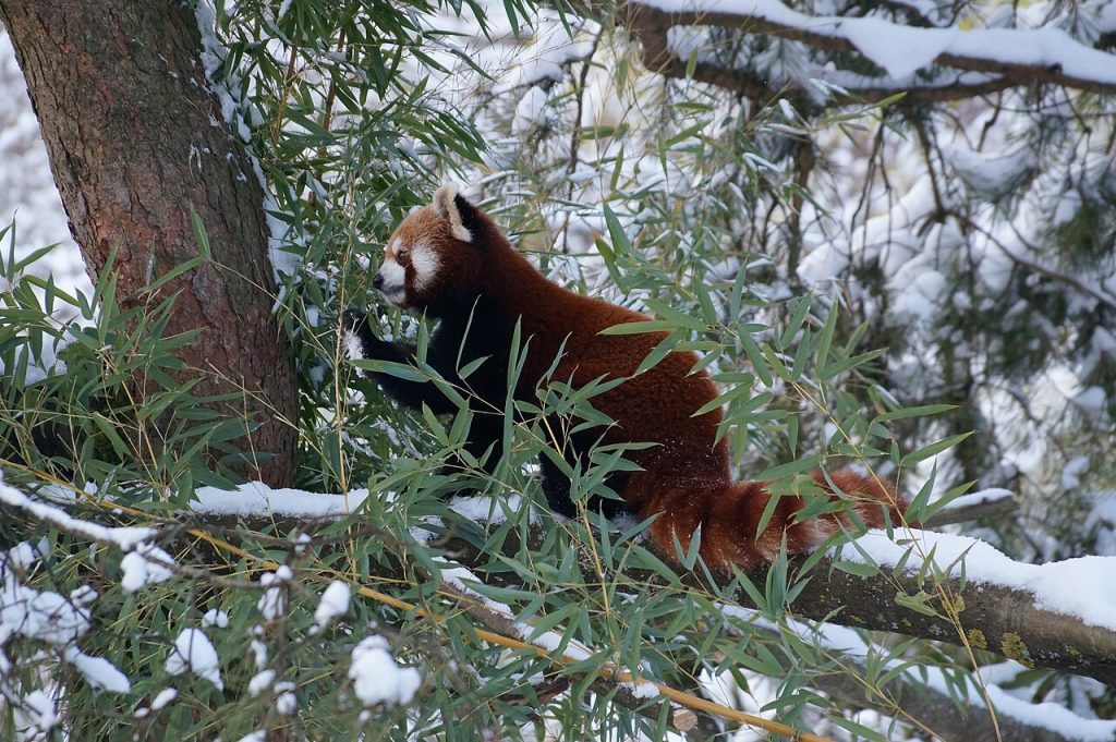 Kinarødpanda som spiser bambus. Foto: albinfo / CC BY-SA 4.0. 