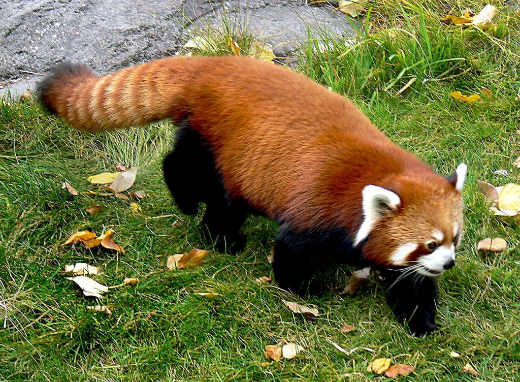 Kinarødpanda. Foto: 	Bernard Spragg- 