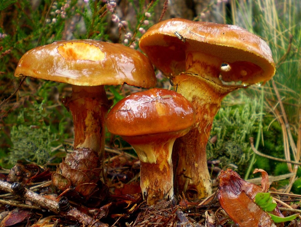 Lerkesopp.Foto: Luridiformis / CC BY 3.0. 