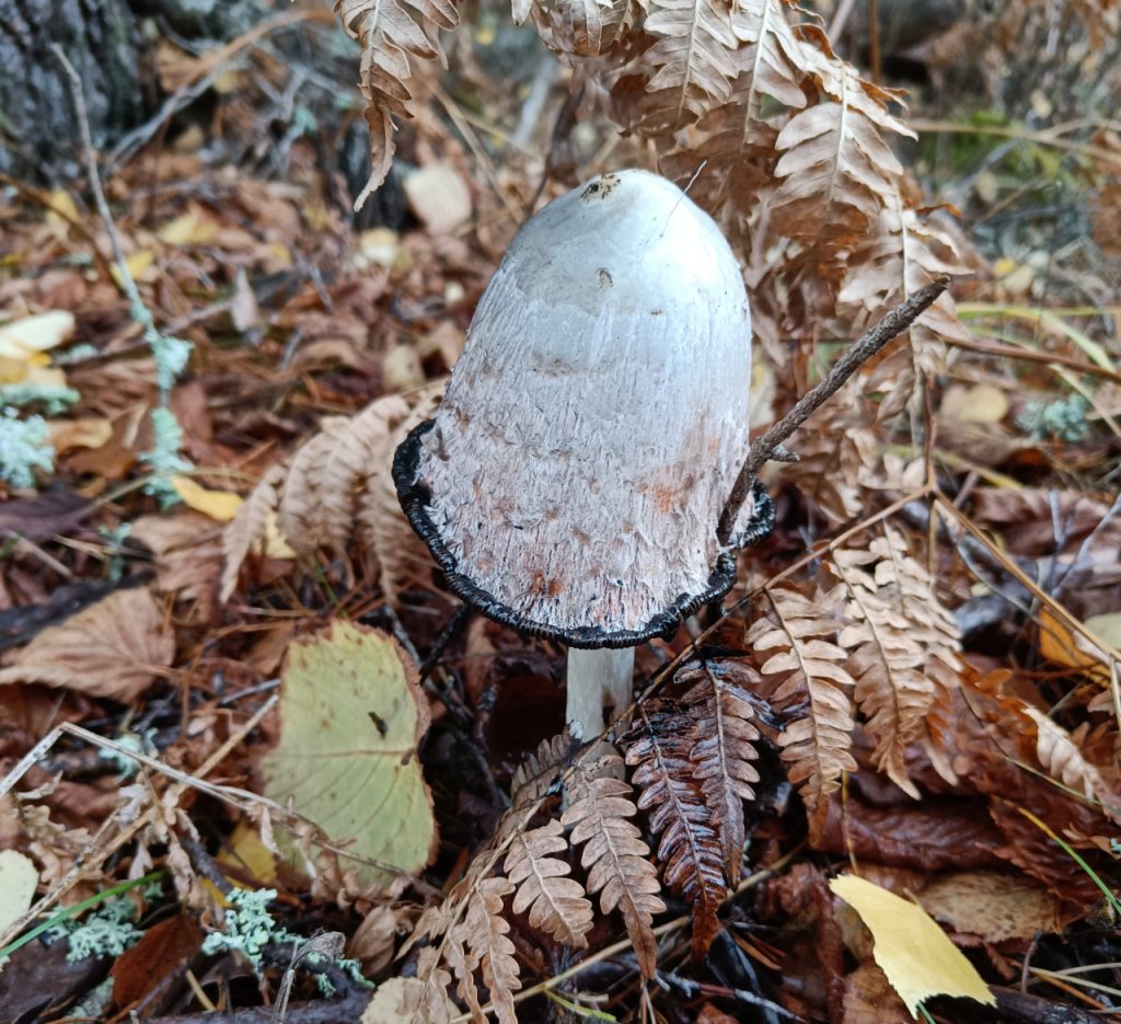Matblekksopp. Foto: Nicklas Iversen. 