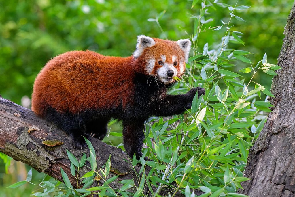 Rødpanda. Foto: Mathias Appel. 
