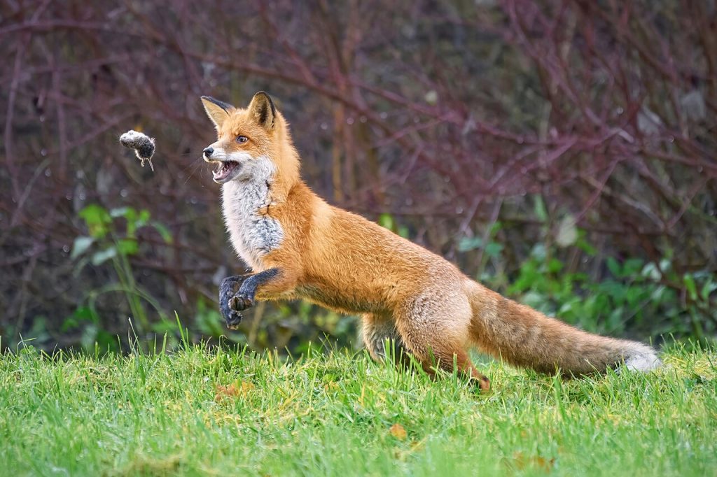 En rødrev som fanger en klatremus. Foto: Andrey Gulivanov / CC BY 2.0. 