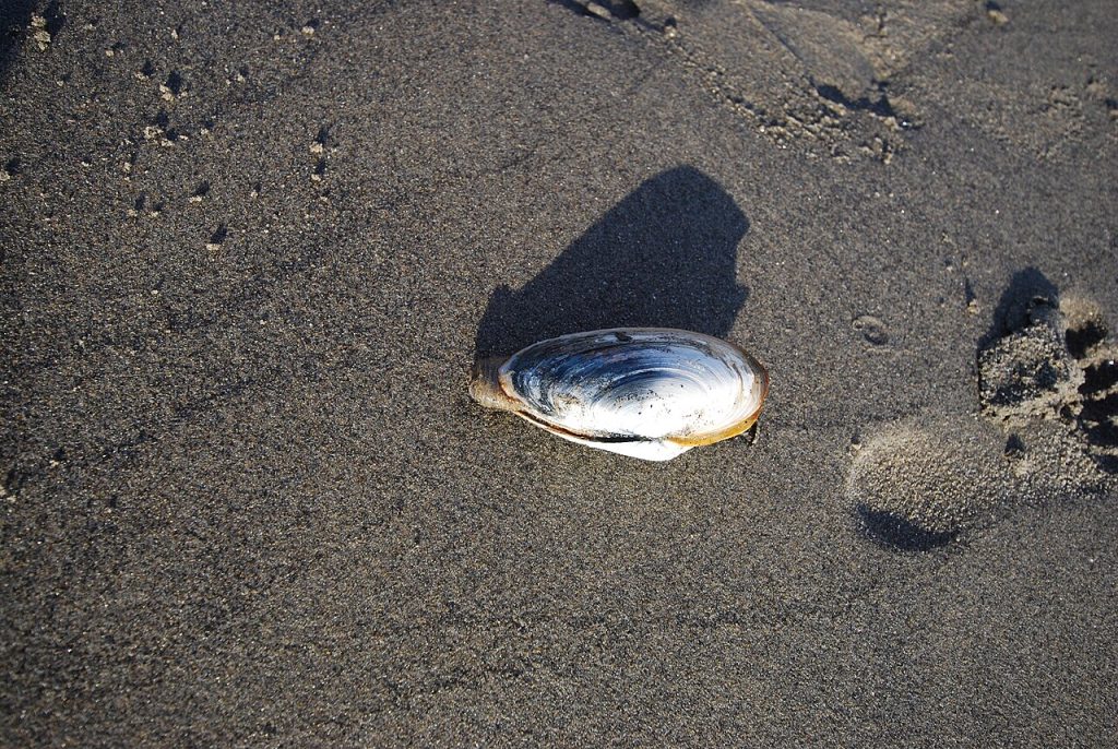 Sandskjell på en strand. Foto:Bomb4dil / CC BY-SA 3.0.