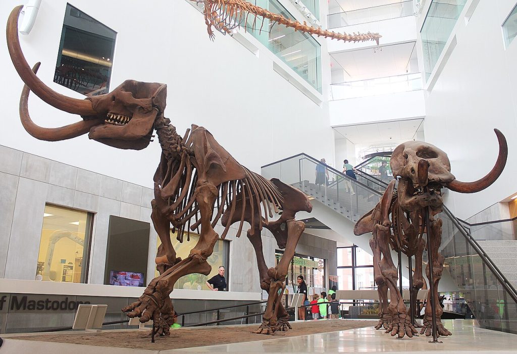 Skjeletter til amerikansk mastadon (Mammut americanum) ved University of Michigan Museum of Natural History. Foto: Jonathan Chen / CC BY-SA 4.0.
