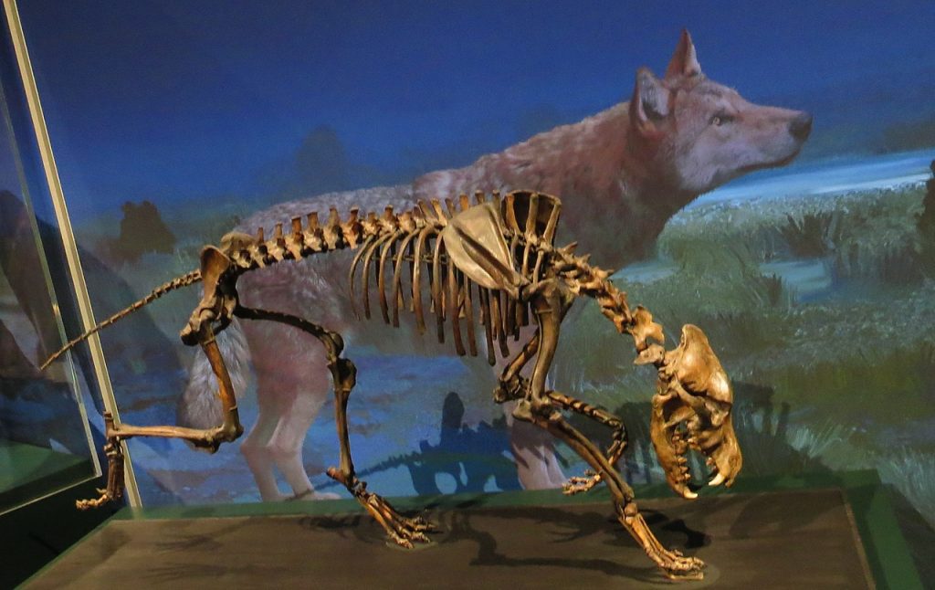 Skjelettet til en skrekkulv utstilt på Staatliches Museum für Naturkunde Karlsruhe i Tyskland. Foto: Ghedoghedo / CC BY-SA 4.0.