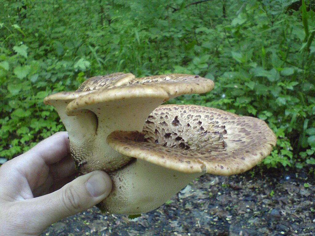 Skjellkjuke. Foto: Stomasz77 / CC BY-SA 3.0.