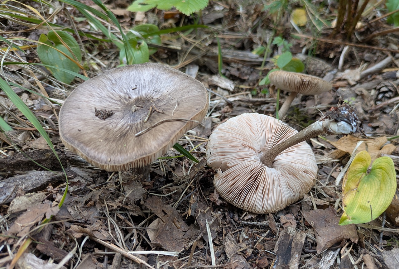 Skjermsopp