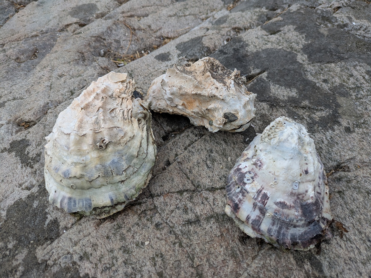 Stillehavsøsters