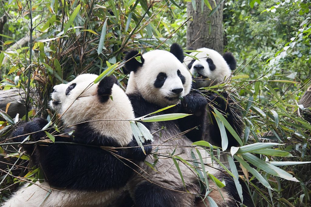Tre pandaer i Chengdu Panda Base. Foto: Chensiyuan / CC BY-SA 4.0. 
