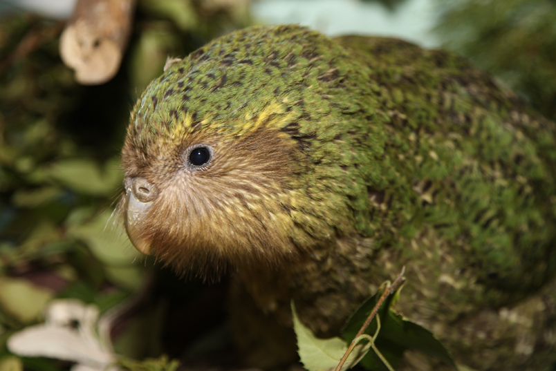Kakapo. Foto: New Zealand Department of Conservation / CC BY 2.0.
